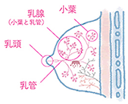 乳がんってどんな病気？